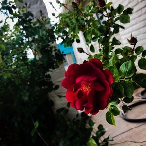 Meet your Posher, Avery